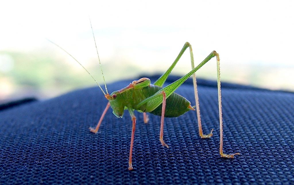 Leptophyes punctatissima?